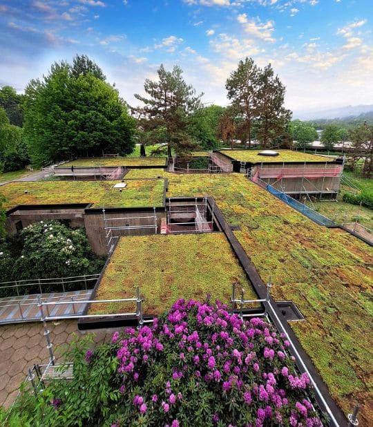 upgreen referencement naturel campagne ads